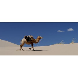 Fototapetas Kupranugaris dykumoje